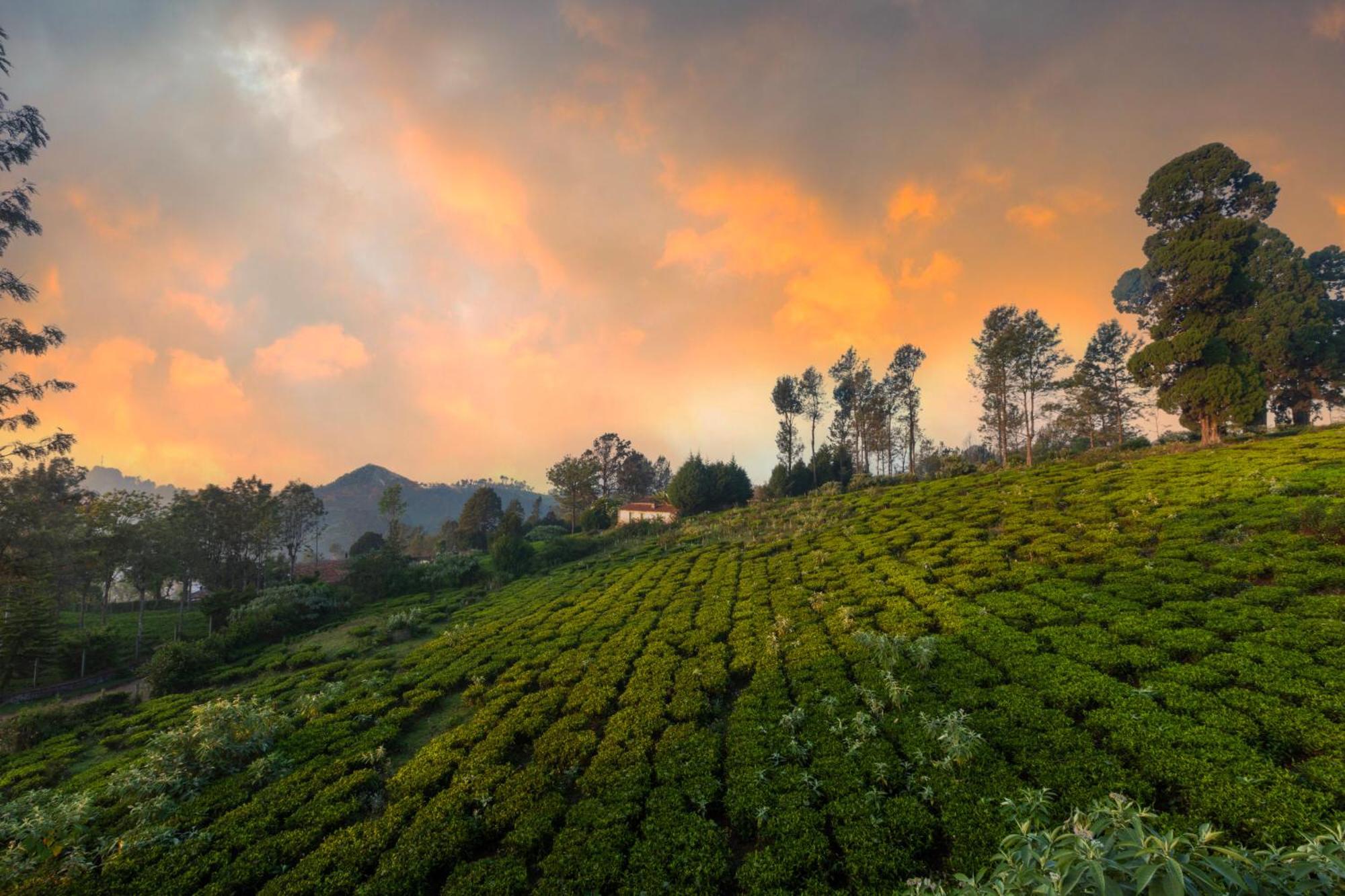 Solitude By Nature Resorts And Stays Kotagiri Eksteriør bilde